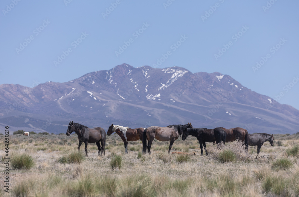 Wild Horses in Spring in the Utah Desert Wild Horses in Spring in the Utah Desert