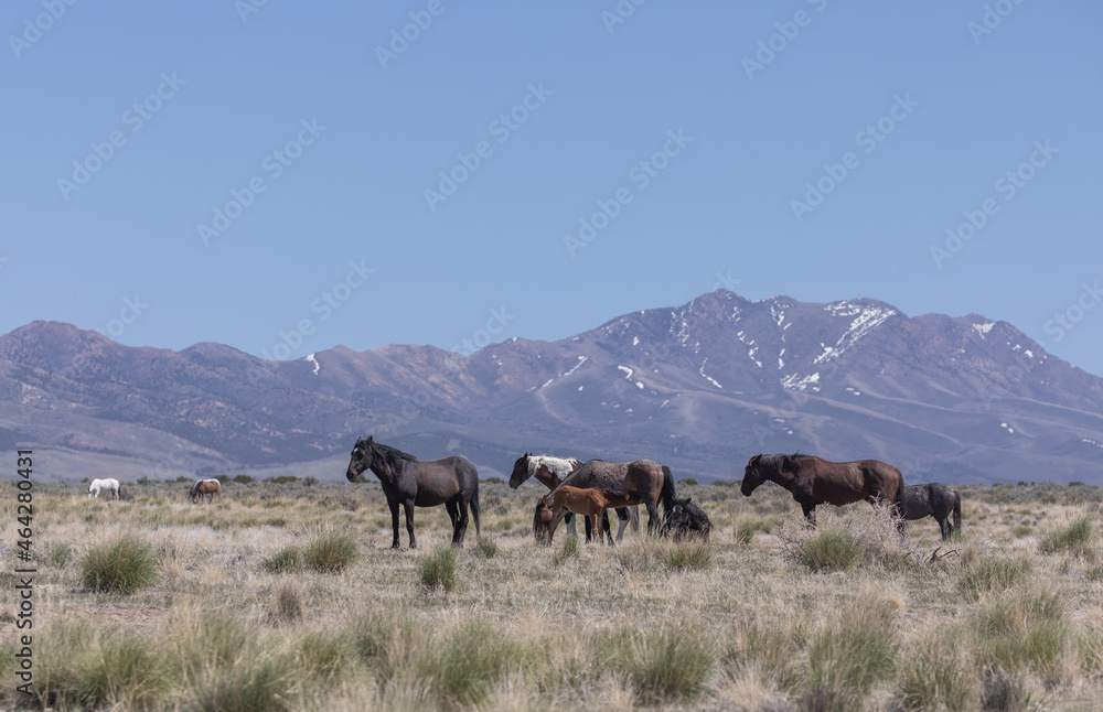 Wild Horses in Spring in the Utah Desert Wild Horses in Spring in the Utah Desert