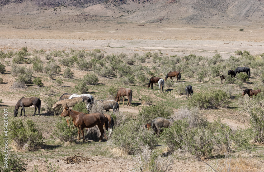 Wild Horses in Spring in the Utah Desert Wild Horses in Spring in the Utah Desert