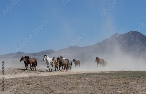 Wild Horses in Spring in the Utah Desert