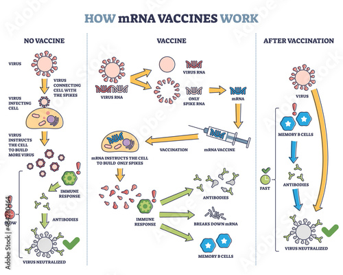 How mRNA vaccines work with compared principles and results outline diagram. Labeled educational scheme with medical and scientific explanation of immune response after vaccination vector illustration photo
