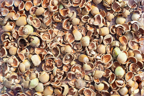 the shell of hazelnuts is laid out close to each other. background