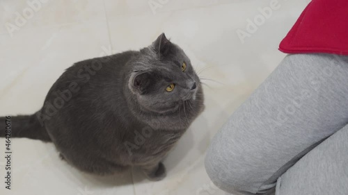 Hungry cat begging for food, cute gray cat crying piteously for food in the kitchen. High quality 4k footage photo