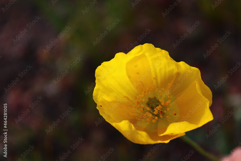 Papaver nudicaule, the Iceland poppy, is a boreal flowering plant Papaver nudicaule, the Iceland poppy, is a boreal flowering plant