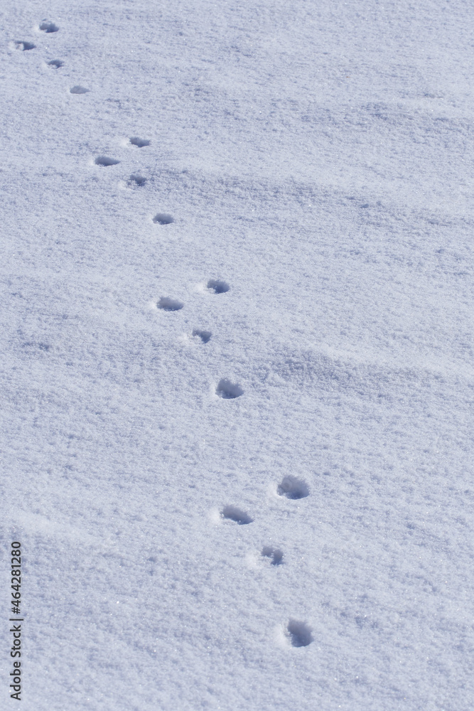 Hasenspur im Schnee	