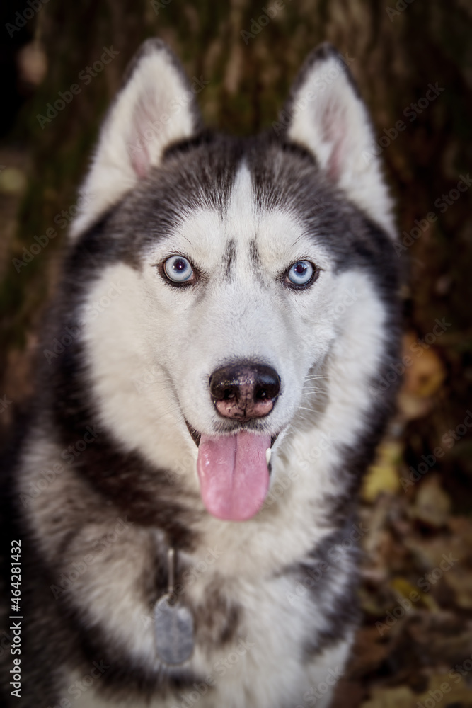 Portrait of cute siberian husky dog close-up
