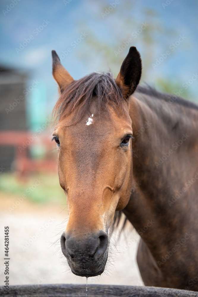 Obraz premium close up of a horse