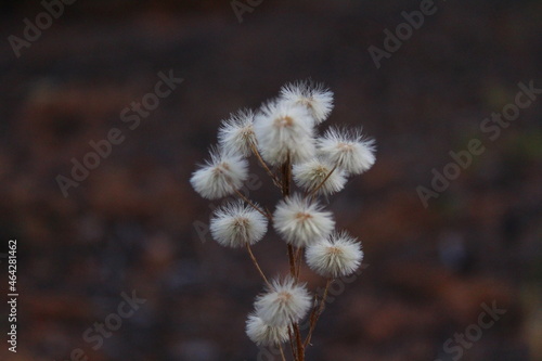Wallpaper Mural Dry Wild Flower Head Close-up in Autumn Torontodigital.ca