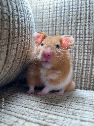Cute Syrian Hamster looking surprised 