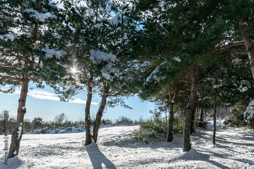 snow and trees
