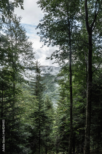 trees and cloud