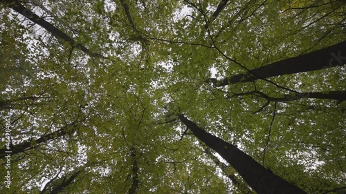 Autumn mood in the forest with a view to top to the sky