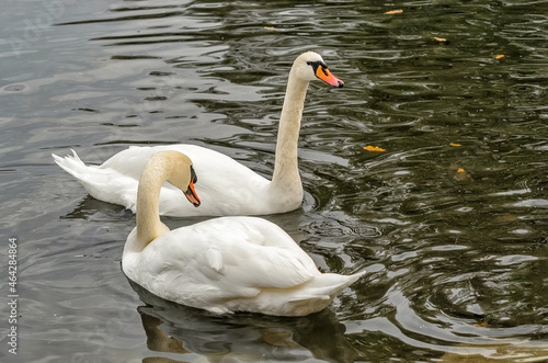 White swans swimming in soft water in the park.
