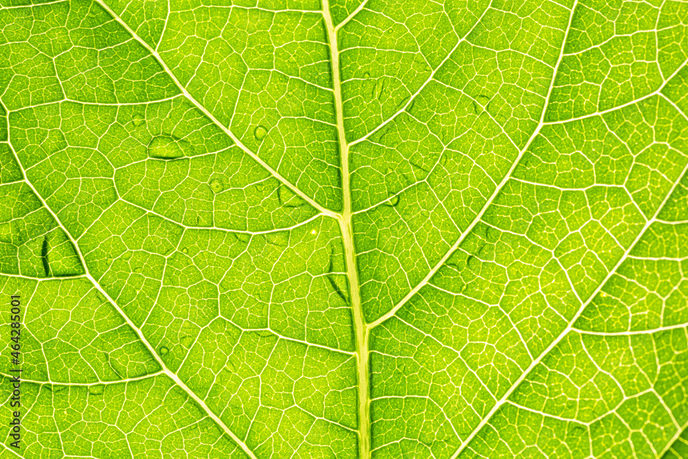 green macro leaf texture,close up detail of green leaf texture,
background texture green leaf structure macro photography green macro leaf texture,close up detail of green leaf texture,
background texture green leaf structure macro photography