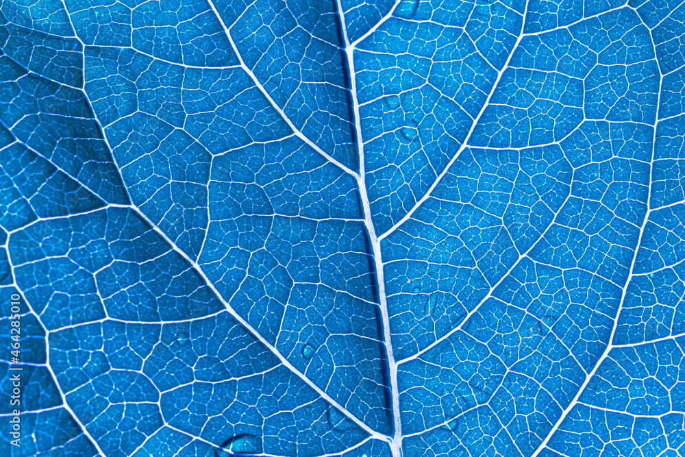 Obraz premium blue macro leaf texture,abstract blue leaf macro background,Leaf ribs and veins