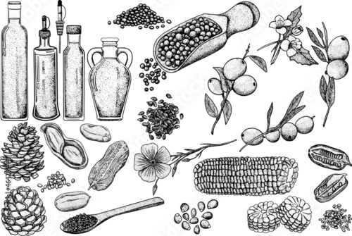 Oil set. Hand drawn vector illustration. Olive, mustard, corn, pine nut, flax seed, sesame seed, peanut oils. Use for cosmetic products or food. Sketch style vector organic food illustration.