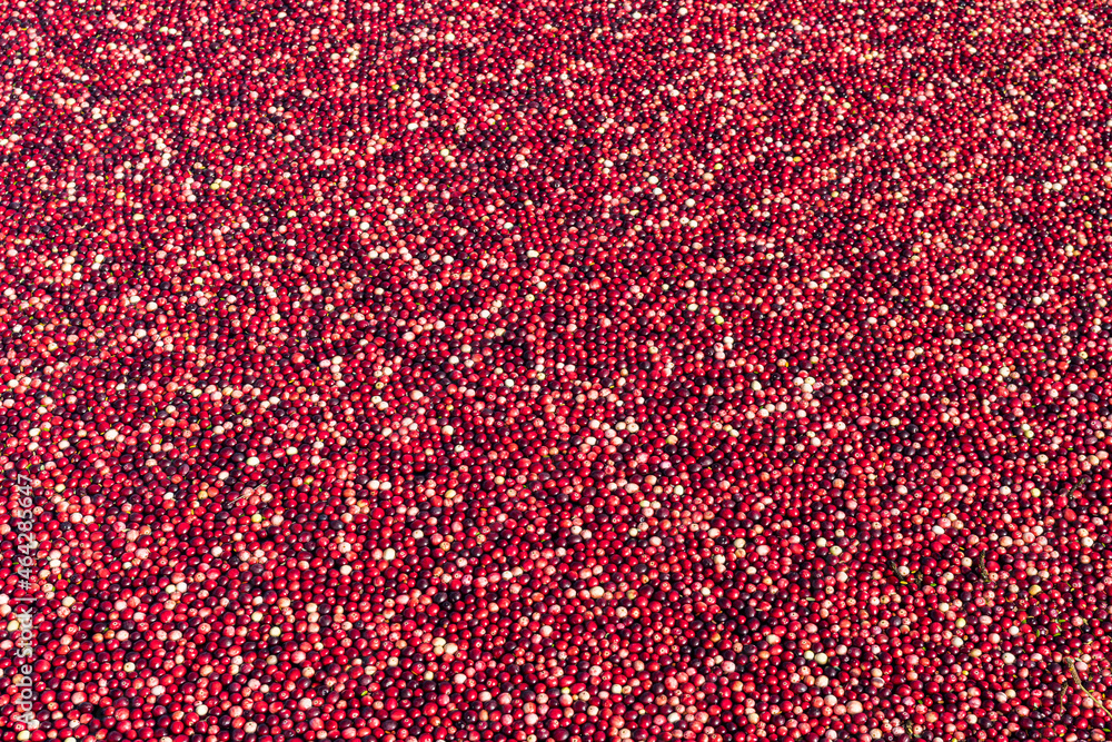 Ripe red cranberries floating in a water filled bog to be loaded onto a truck for processing. Ripe red cranberries floating in a water filled bog to be loaded onto a truck for processing.