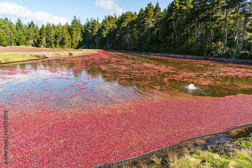 Ripe red cranberries floating in a water filled bog to be loaded onto a truck for processing. photo