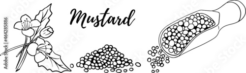 Hand drawn mustard seed vector illustration. Use for cosmetic products or food. Sketch style vector organic food illustration.