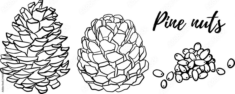Hand drawn pine nuts vector illustration. Use for cosmetic products or food. Sketch style vector organic food illustration. Hand drawn pine nuts vector illustration. Use for cosmetic products or food. Sketch style vector organic food illustration.