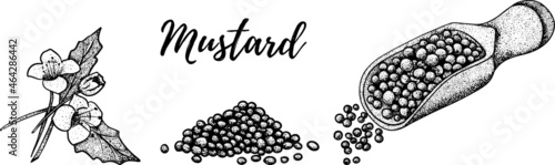 Hand drawn mustard seed vector illustration. Use for cosmetic products or food. Sketch style vector organic food illustration.