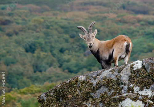 Wild goat standing still on a rock, looking at the camera calm and relaxed. Peneda Geres National Park. Portugal. Capra pyrenaica lusitanica. Conservation concept. photo