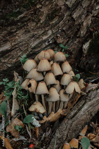 mushrooms near the tree