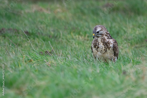 Mäusebussard