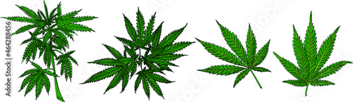 Hand drawn colored hemp plant. Cannabis branch with leaves. Isolated sketch of marijuana twig. Vector cannabis isolated on white background