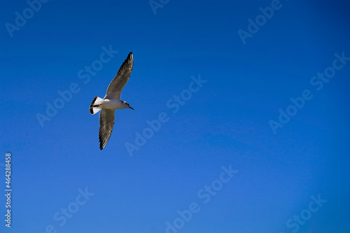 Ivory gull flying in the blue sky