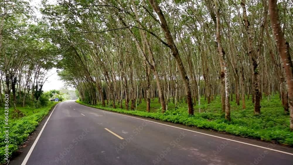Way in Para rubber tree, Latex rubber, Plantation and tree rubber with road car in southern Thailand, FHD Slow motion Way in Para rubber tree, Latex rubber, Plantation and tree rubber with road car in southern Thailand, FHD Slow motion