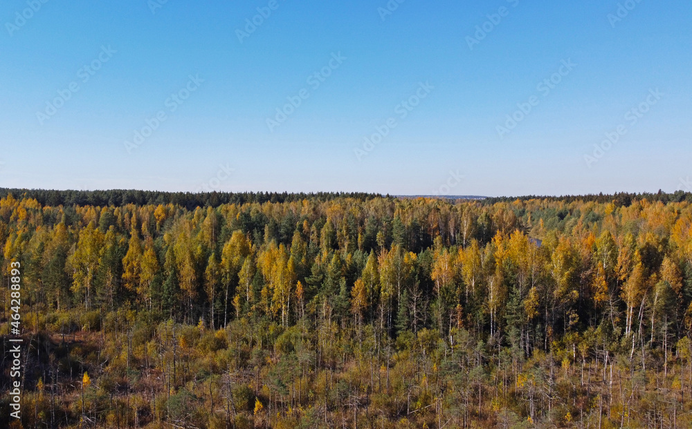 Aerial view of autumn yellow and green forest
