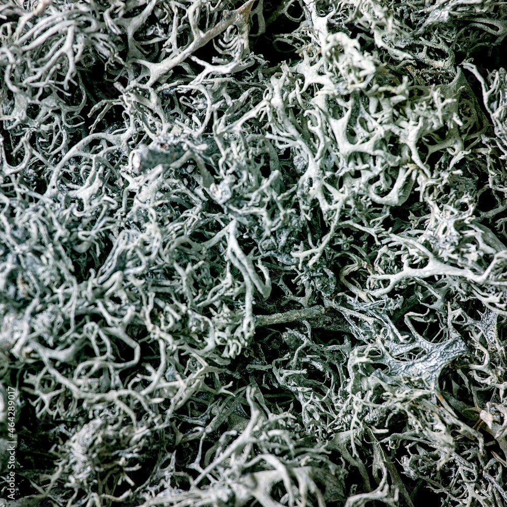 Blue moss nature abstract background copy space Blue moss nature abstract background copy space