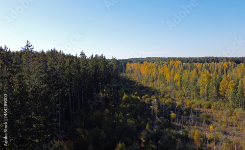 Aerial view of autumn yellow and green forest
