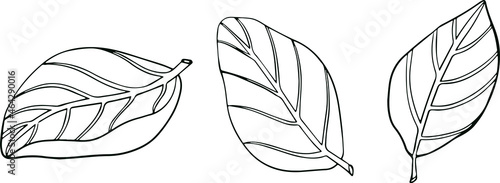 Basil leaves isolated on a white background. Basil is a fragrance and fragrant seasoning. Hand drawn vector illustration. Coloring illustration
