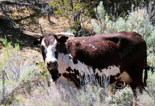 Free range cattle 