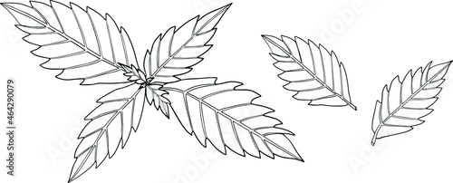 Basil leaves isolated on a white background. Basil is a fragrance and fragrant seasoning. Hand drawn vector illustration. Coloring illustration