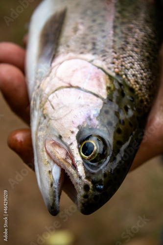 close up of a trout