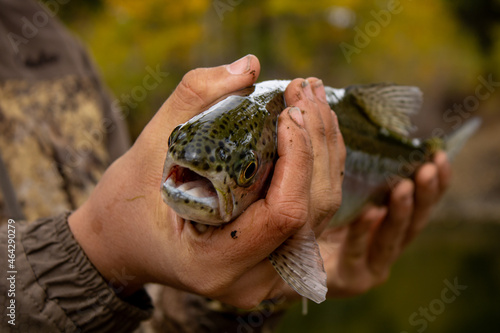 fish in hand