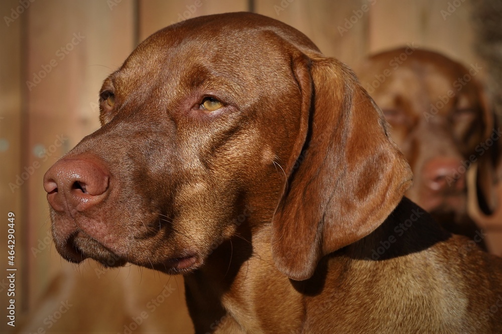 portrait of a dog