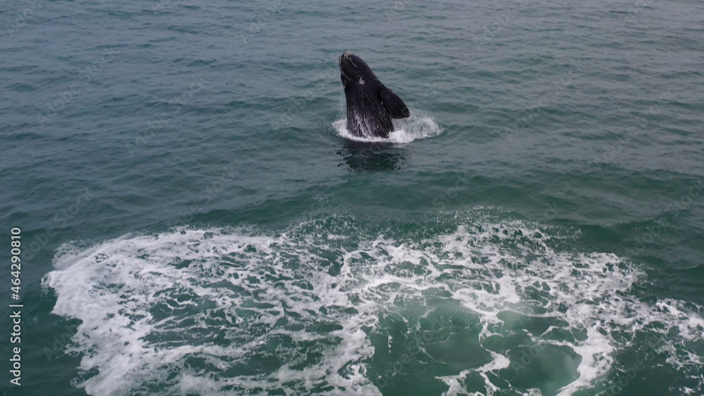 Fototapeta premium Baleia franca, Santa Catarina, Sul do Brasil