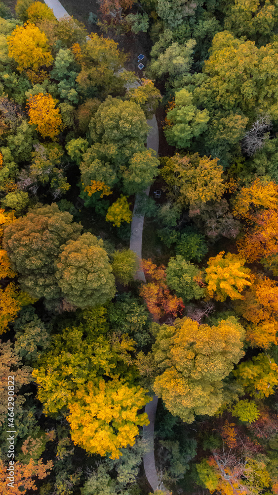 Autumn color trees from above. Park in fall drone photography, orange, green, yellow leaves