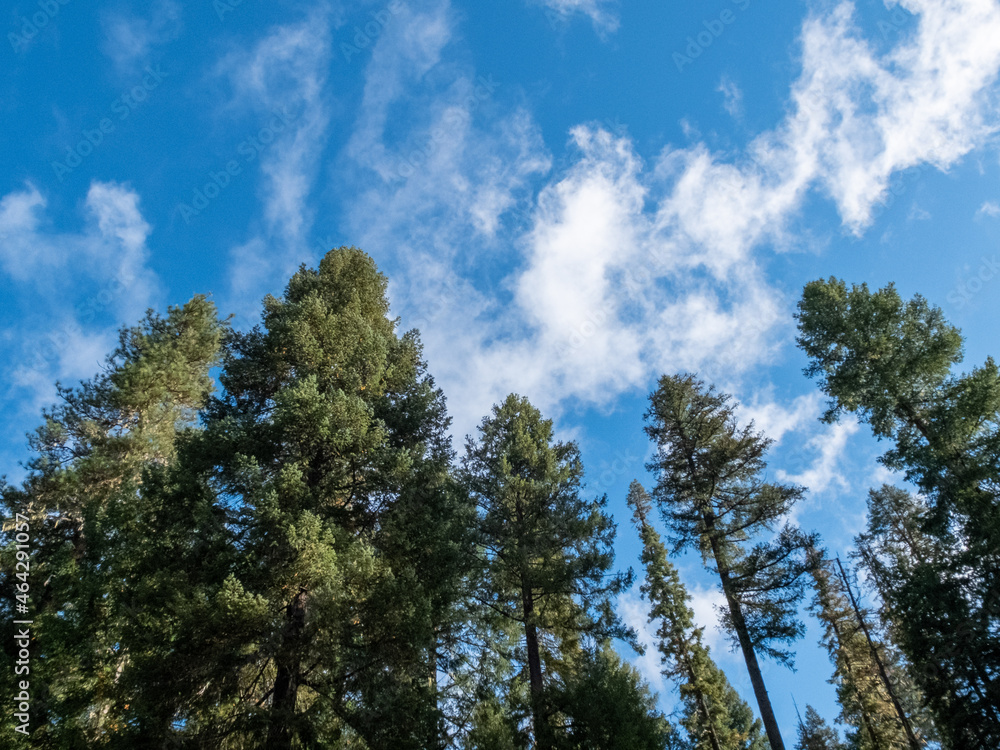 sky and trees sky and trees