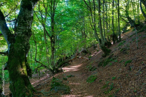 Walking path  in Carlac forest
