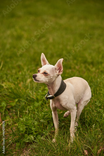  A sad little white dog is sitting on the green grass. © FO_DE