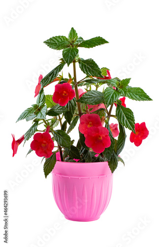 Beautiful flower Achemenis with bright red flowers in a pink flower pot, isolated on white.