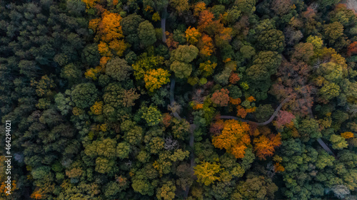 Autumn color trees from above. Park in fall drone photography, orange, green, yellow leaves