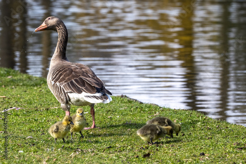 Family of greylag geese, Anser anser with small babies.
