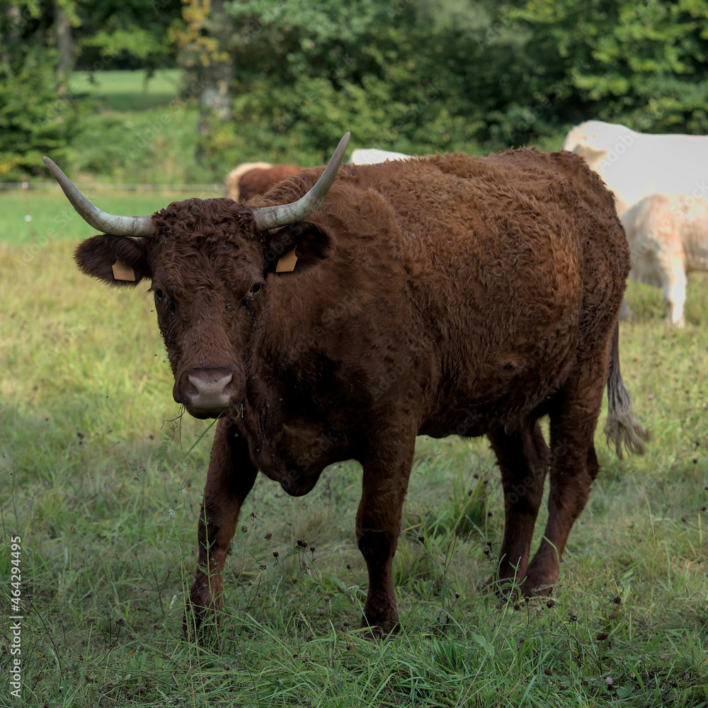 Salers cow with its big horns and a bell, in its meadow Salers cow with its big horns and a bell, in its meadow