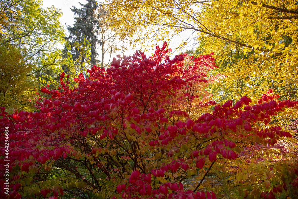A bright bush with red leaves on a background of yellowed trees. A bright bush with red leaves on a background of yellowed trees.